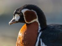 Rothalsgans Porträt